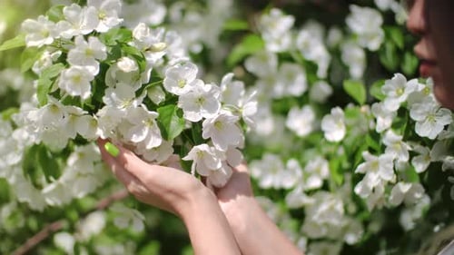Spring Woman Hands Touching Gentle Delicate Apple Tree White Flower Branch at Sunny Natural Garden