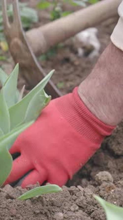 Gardening Tips for Planting in Spring Season