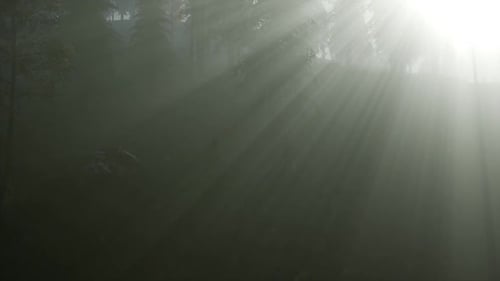 Coniferous Forest Backlit By the Fising Sun on a Misty