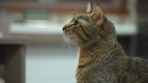 Tabby Cat Close Up Indoors