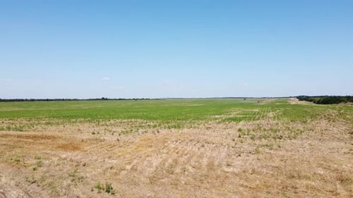Blue Tractor O.A. Planting Canola On No Till Field