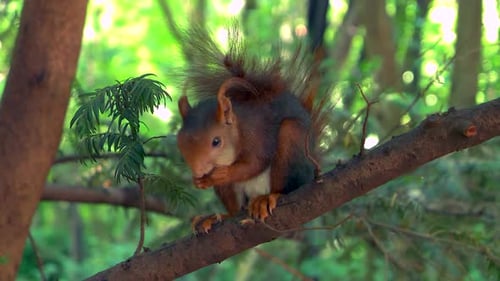 Close up squirrel eating nuts