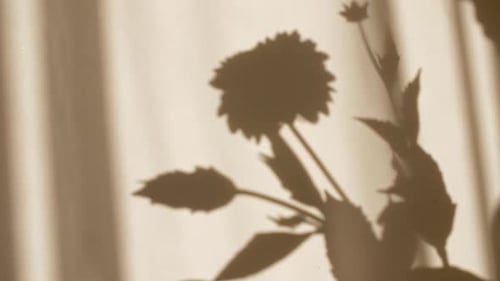 Flower Shadow Against Wall with Window Light