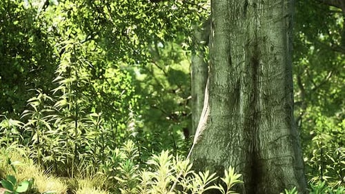 Sunrise in the Beautiful Park