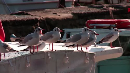 Flock of Seagulls on Boat at Marina