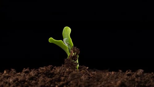 Agriculture Plant Seeding Growing Timelapse Sprouts Germination Green Seedling