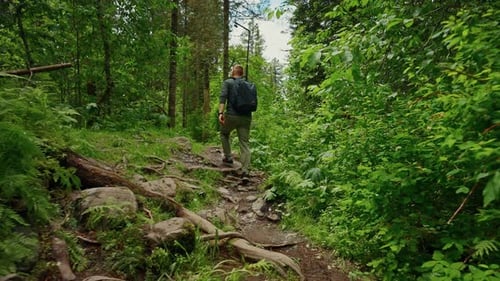 Hiking Walk Forest Park Journey Travel Concept Tourist in Forest Rear View with Backpacks at Sunset