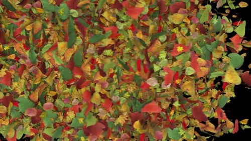 Autumn Leaves Fall Transition