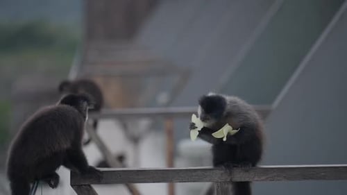 Monkeys Eating While Perched On Railing