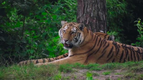 Nahaufnahme eines Tiertigers, der im Gras liegt und sich entspannt.