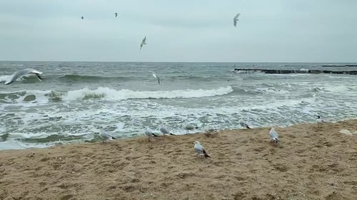 White Sea Gulls Sand Circling Patching Air Beach Seashore Waves Cloudy Weather