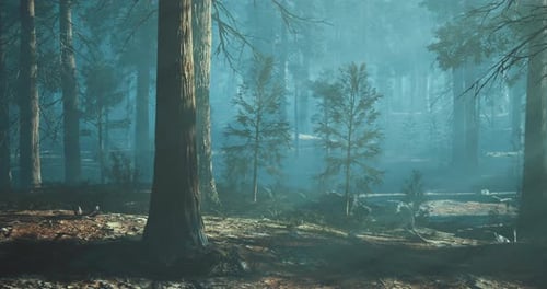 Sunlight Filters Through Trees in a Serene Forest Setting During Morning Hours