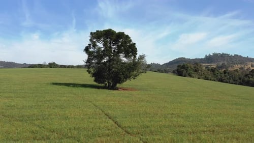 Scenic panoramic view of countryside green farm fields with one tree centered, aerial over the top