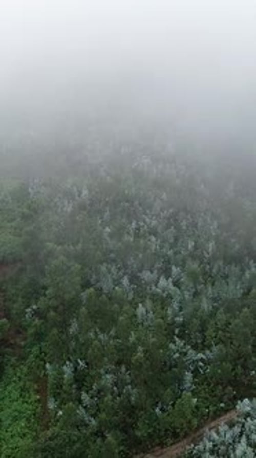 Vertical Video of Foggy Forest