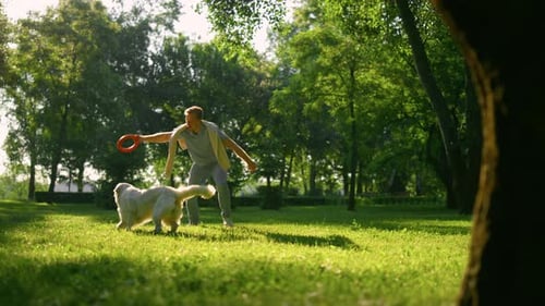 Attraktiver Mann neckt Golden Retriever im Park. Freunde spielen auf Daily Walk. Verspielt gutaussehend...