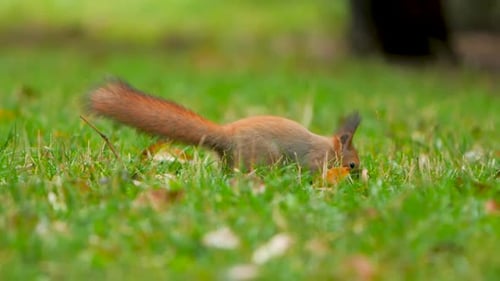 Eichhörnchen sucht im grünen Gras oder Rasen im Park nach Nahrung