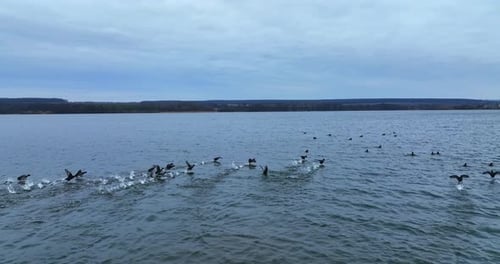 Black river ducks taking off water and flying very low over it.