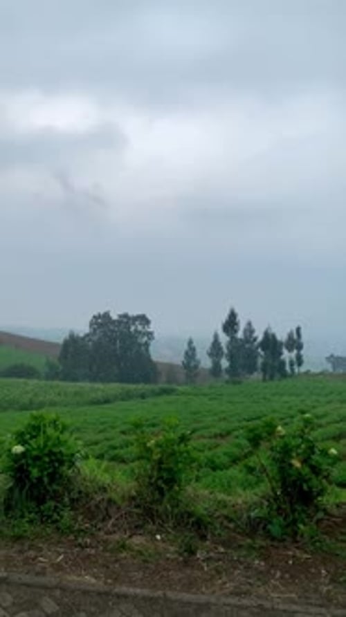Rainy Weather in Plantation