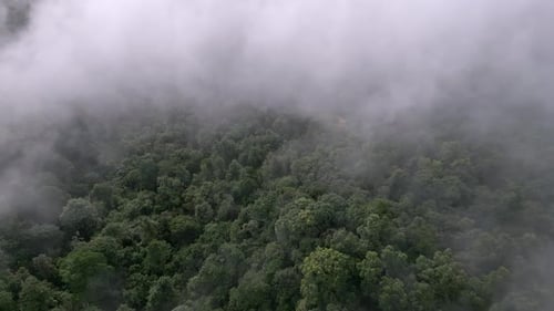 Aerial view misty fog cloud in the green rainforest