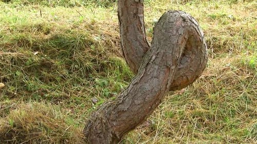 Tree Trunk Tied in an Unusual Knot