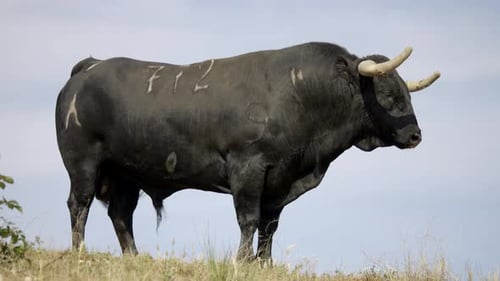 Majestic Bull Standing on a Grassy Hillside