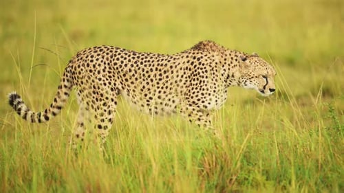 Slow Motion Shot of Close up shot of Cheetah walking in lush grassland landscape, African Wildlife i
