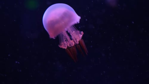 Glowing Jellyfish Gently Pulsing in Dark Blue Water