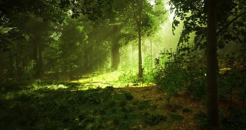 Light Filters Through Dense Forest Canopy Creating a Serene Atmosphere