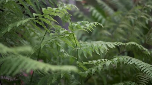 Fern Leaves Swaying in Breeze Close Up