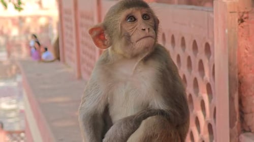Closeup Portrait of a City Monkey in India