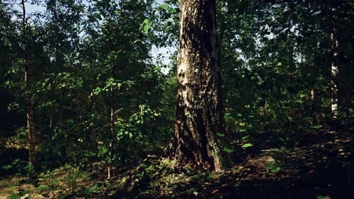 A Majestic Birch Tree Standing Tall in the Heart of a Serene Forest