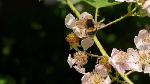 Bee Pollination Flowers In Summer Garden