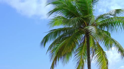 Top of Palm Tree with Sky Travel Destinations Summer Vacations