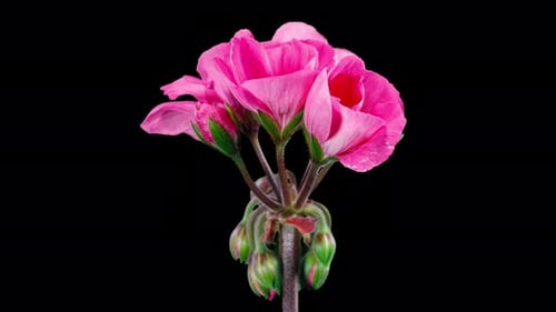Pink Pelargonium Flowers Blooming in Time Lapse on a Green Leaves Background. Beautiful Neon