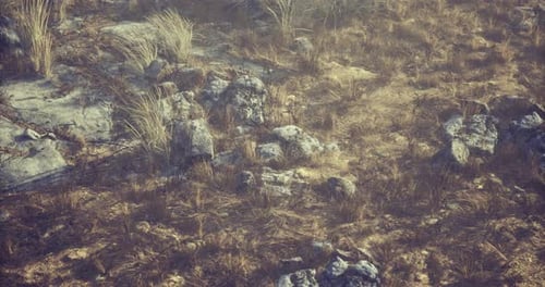 Rocky Terrain with Sparse Vegetation Under Bright Sunlight in a Natural Setting