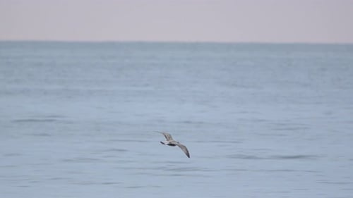 A lone seagull gracefully soars over a tranquil blue sea, wings outstretched against the soft horizo