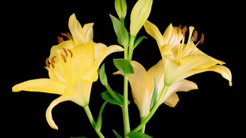 Blooming Yellow Lilies Against Black Background