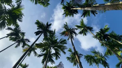 Lush Palm Trees Against a Blue Sky