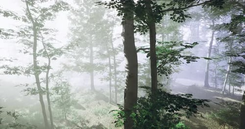 Misty Forest Landscape with Tall Trees and Soft Sunlight Filtering Through