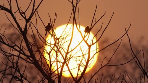 sunset and birds