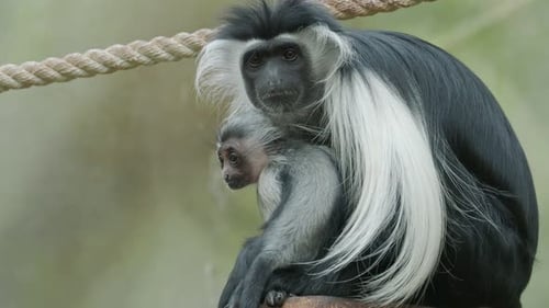 Colobus monkey (Colobus angolensis) mother with baby