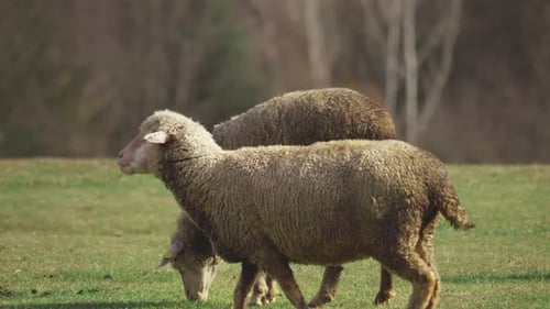 Sheep in the Pasture - 4K