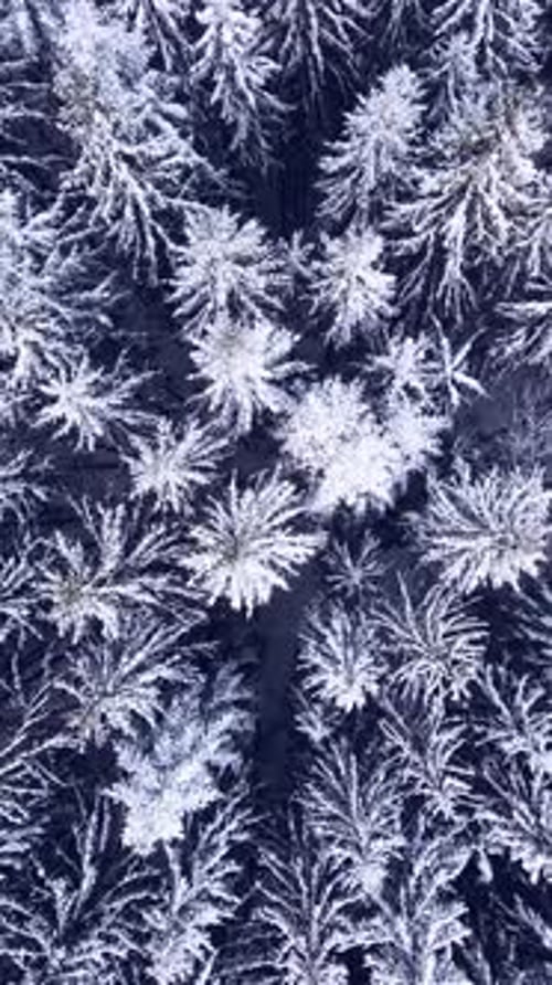 Aerial top view winter forest.