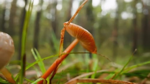 Wet Autumn Mushrooms Lean Among Grass at Edge of Forest
