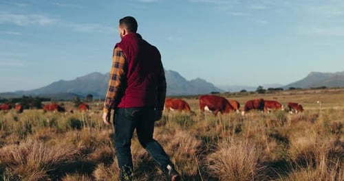 Agriculture, farm and man with cattle, walking and sustainability with mountains