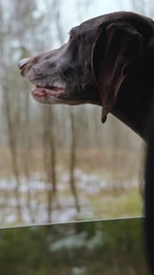 Dog Observes Snowy Winter Landscape From Window