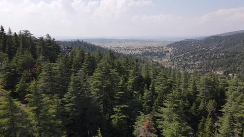 Aerial Pine Forest