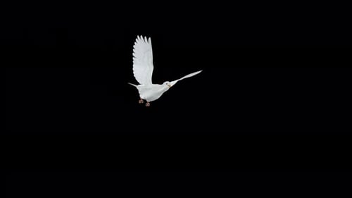 Romantic Dove - White Pigeon Bird - Flying Over Screen Transition - I - Alpha Channel - 4K