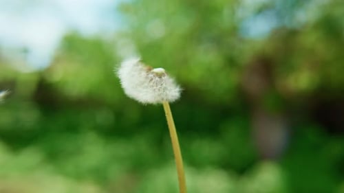 Puff Ball aus Pusteblumen bewegt sich subtil mit der Brise
