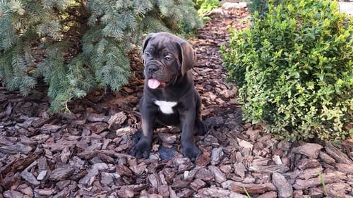Cute gray Cane Corso puppy sits between a blue spruce and a boxwood bush in the garden